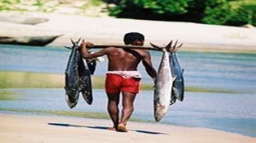 Memasarkan Hasil Ikan Langsung dari Nelayan dengan MyNoken: Mendorong Pemberdayaan Ekonomi di Tanah Papua